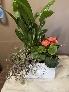 Drawer Planter