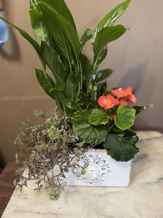 Medium Drawer Planter