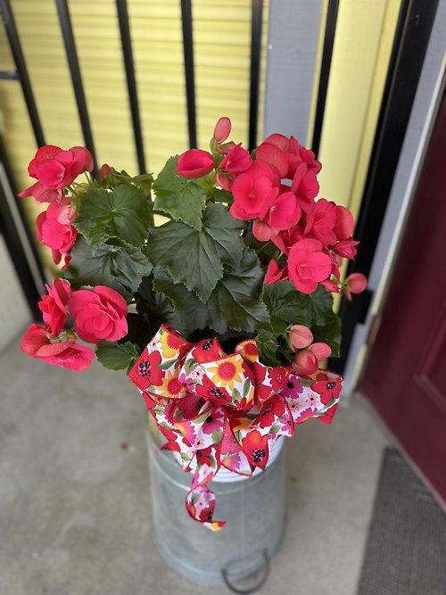 Begonia plant