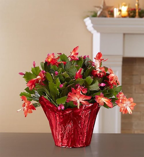 Christmas Cactus