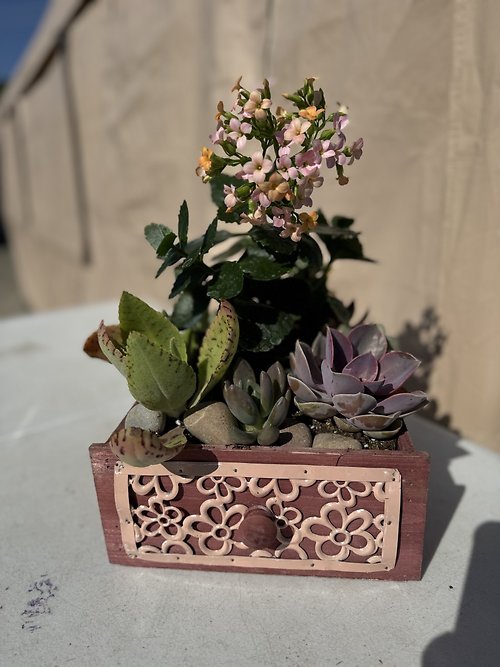 Succulent Garden in Drawer