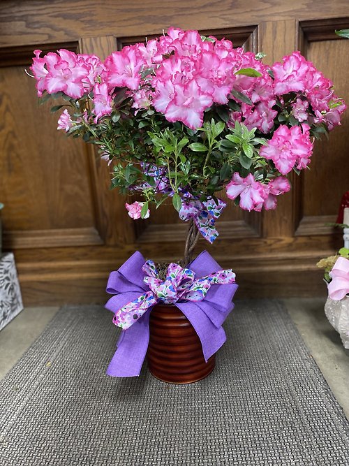 Azalea Tree