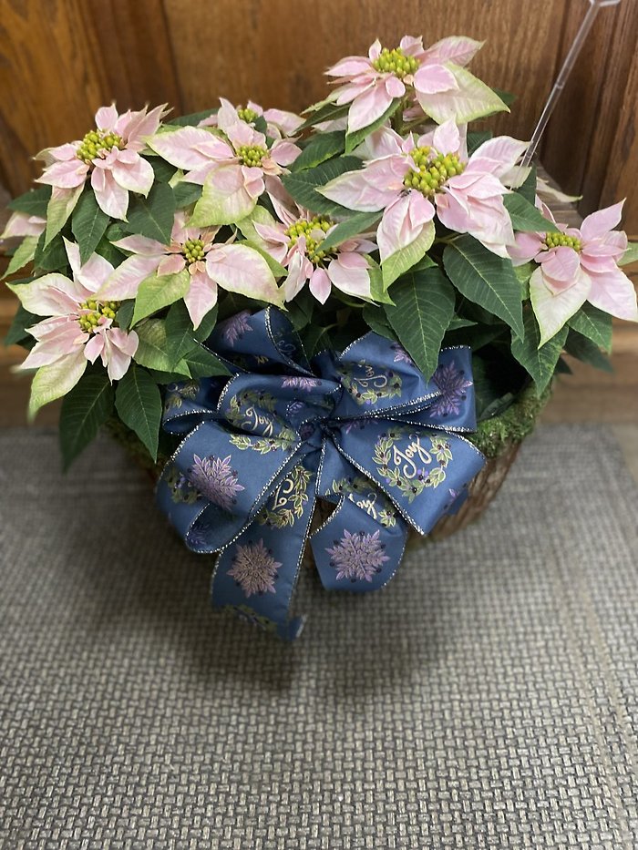 Double Pearl Poinsettia
