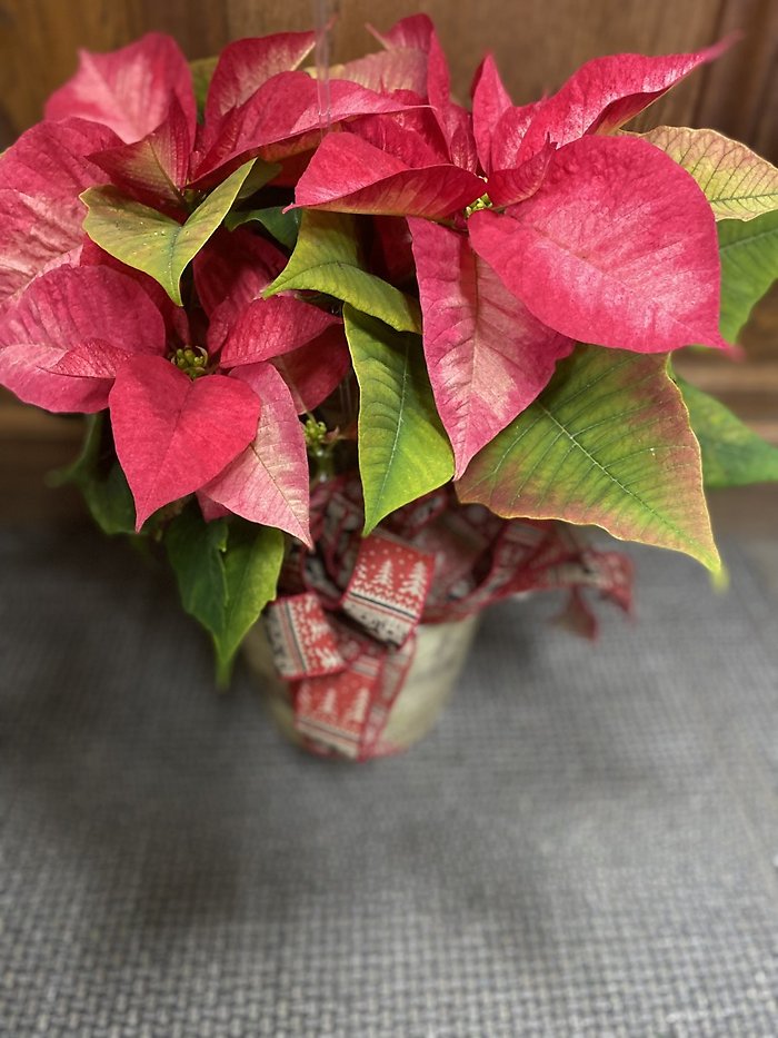Ice Crystal Poinsettia