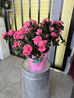 Azalea