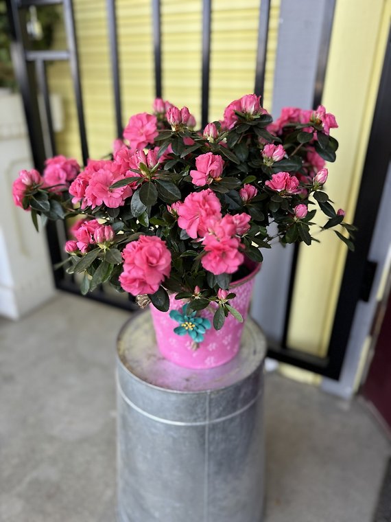 Azalea