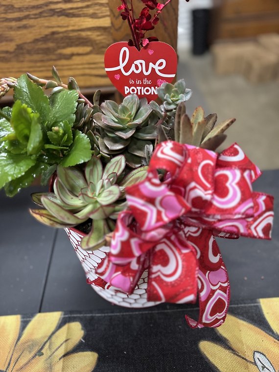 Love Potion Succulent Garden